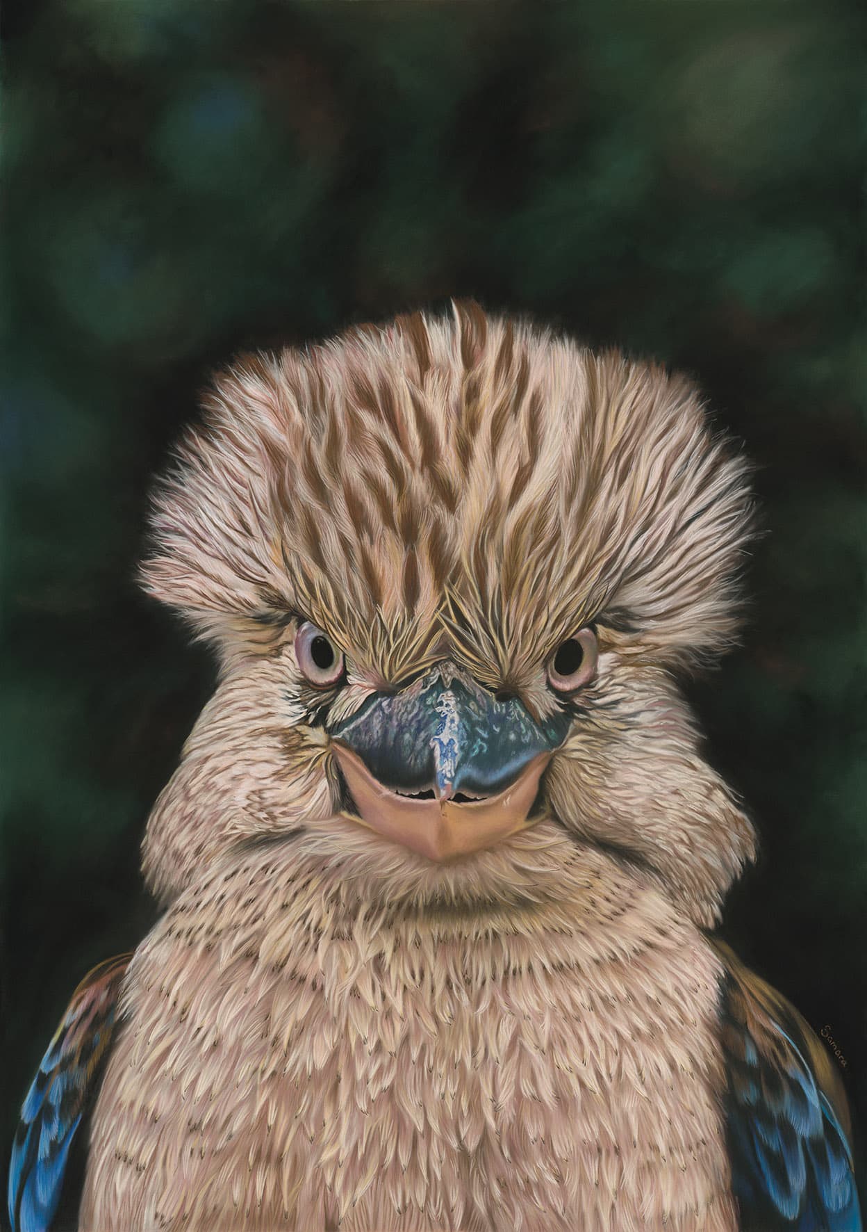 Before the Laugh — Eastern Blue-winged Kookaburra portrait