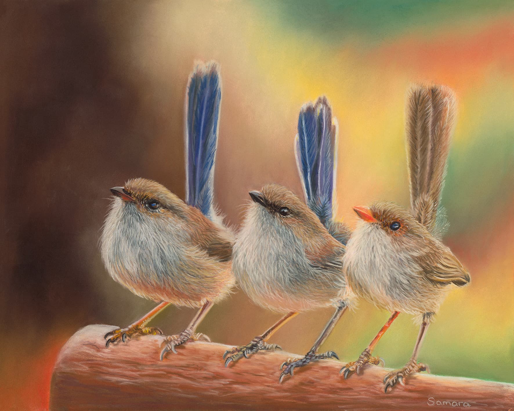 Fairy Tales — Three fairy wrens, Pastel pencil on Pastelmat
