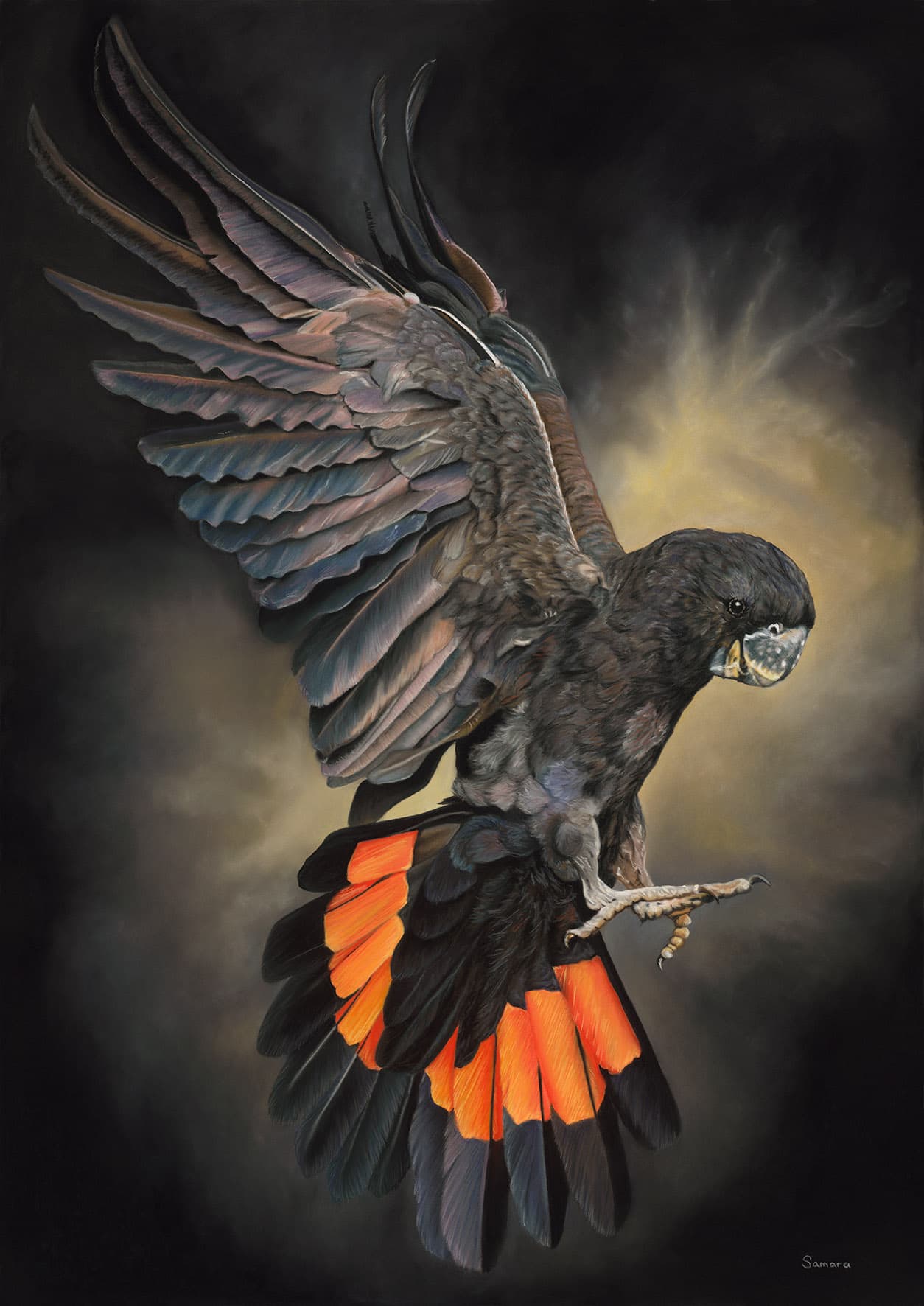 Flight of Light — Red-tailed Black Cockatoo, Pastel pencil on Pastelmat