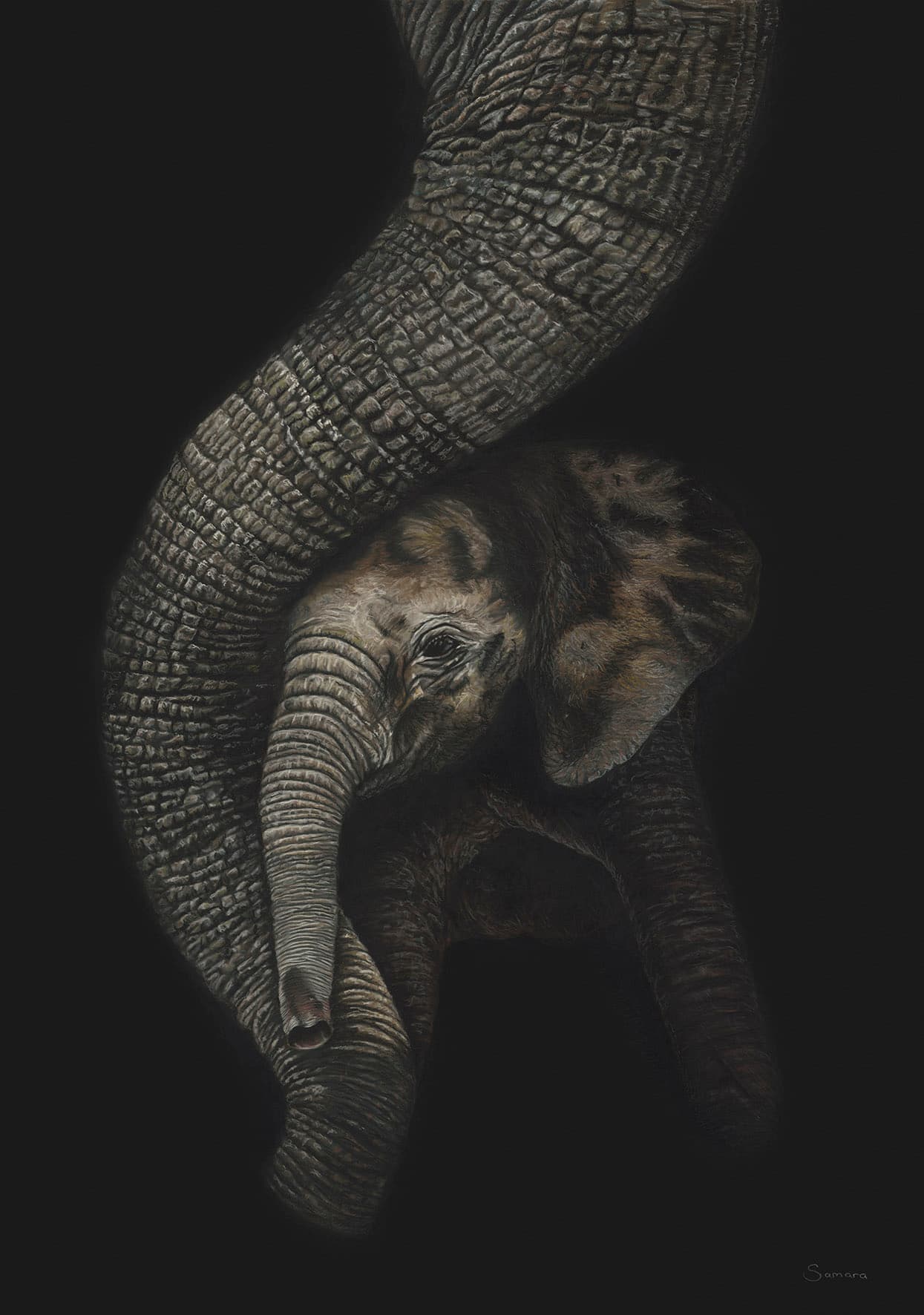 In the Shadows of Love — baby elephant against its mother's trunk