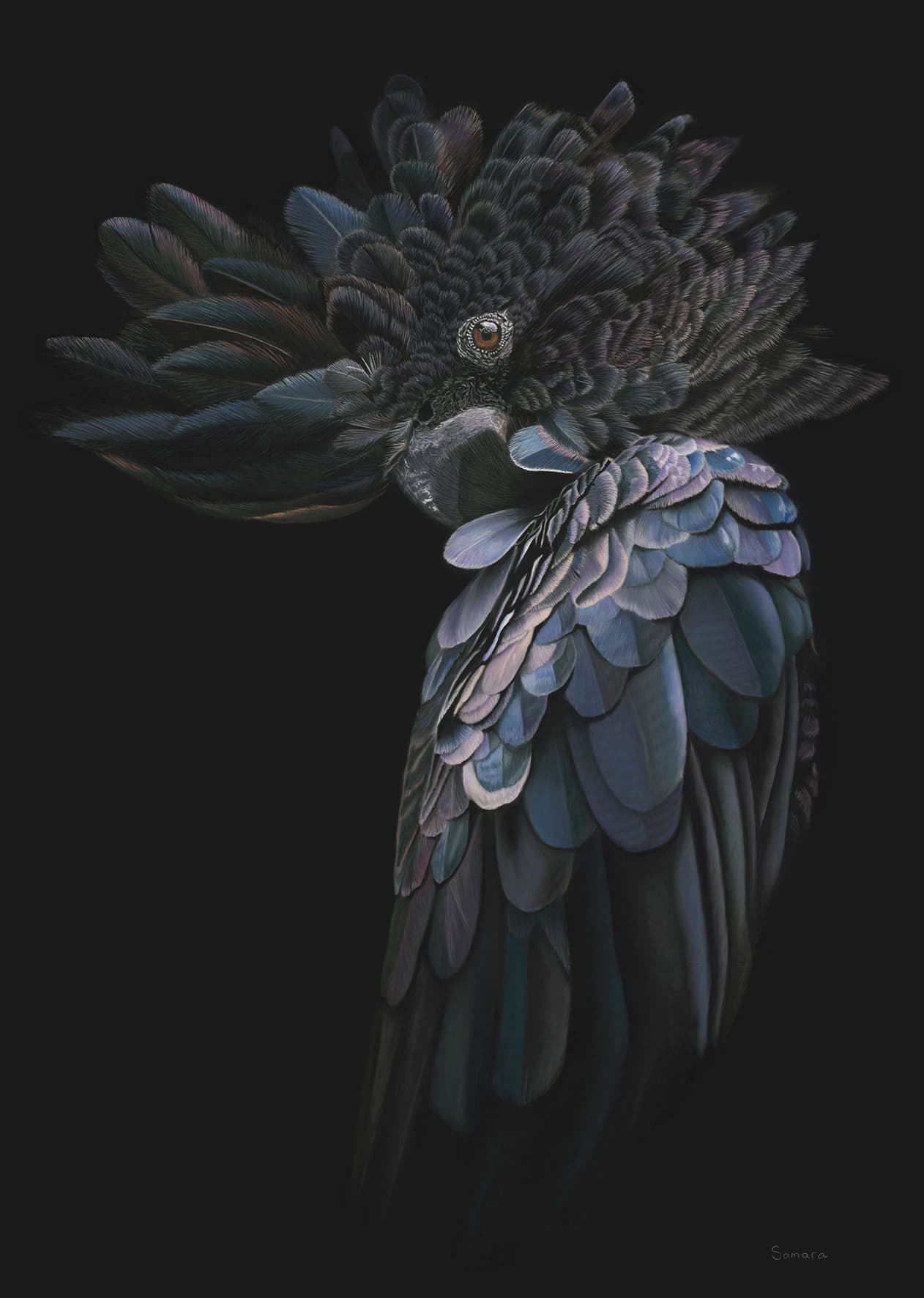 Say What? — Red-tailed Black Cockatoo portrait
