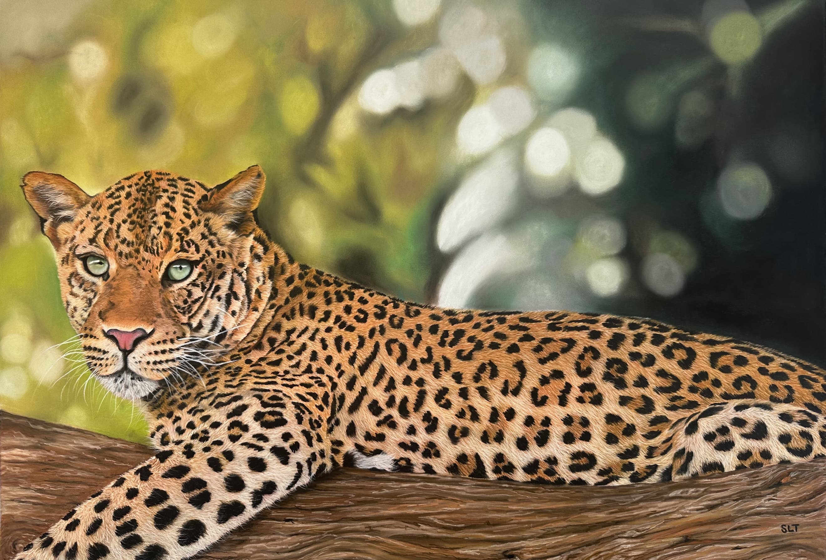 Shadow's Perch — leopard resting in a tree